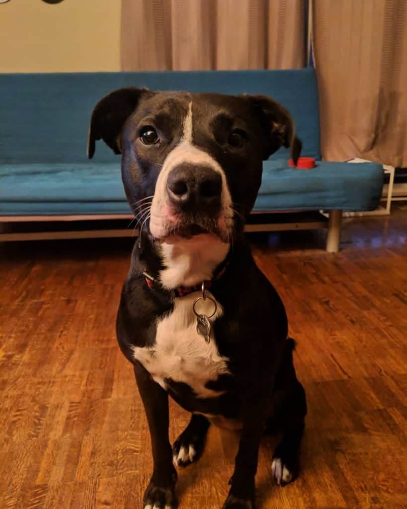 Labrador Pitbull Mix