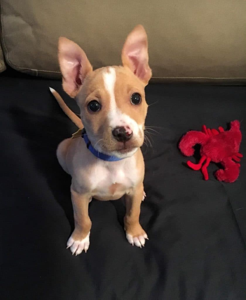 Chihuahua pitbull mix