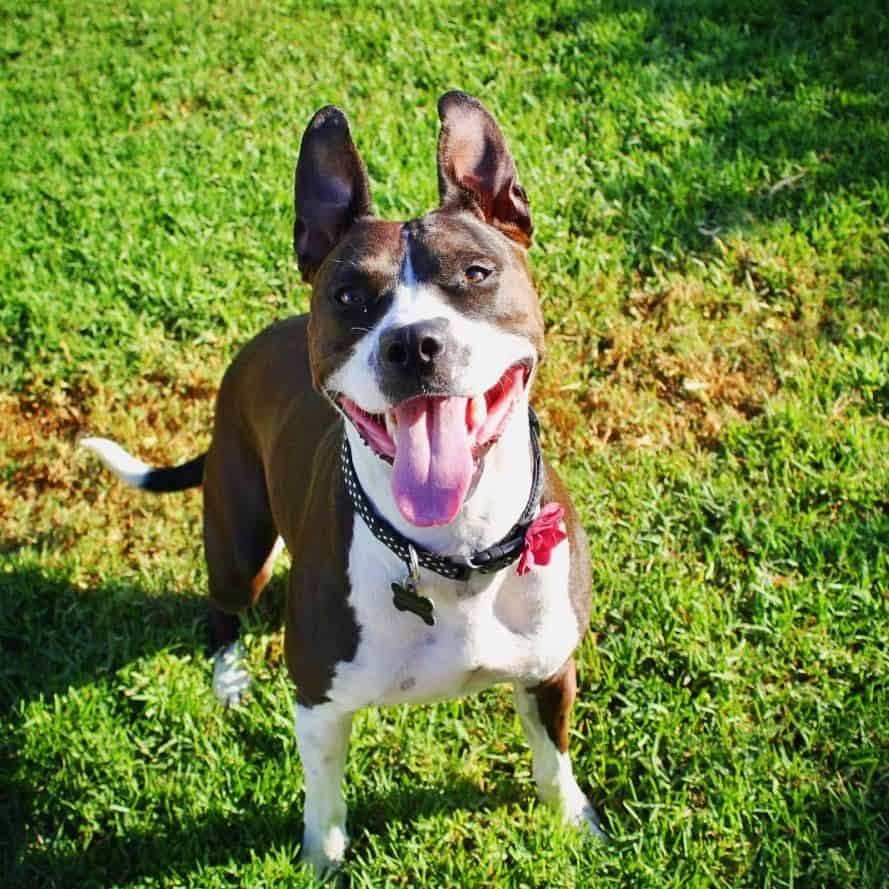 Border collie pitbull mix