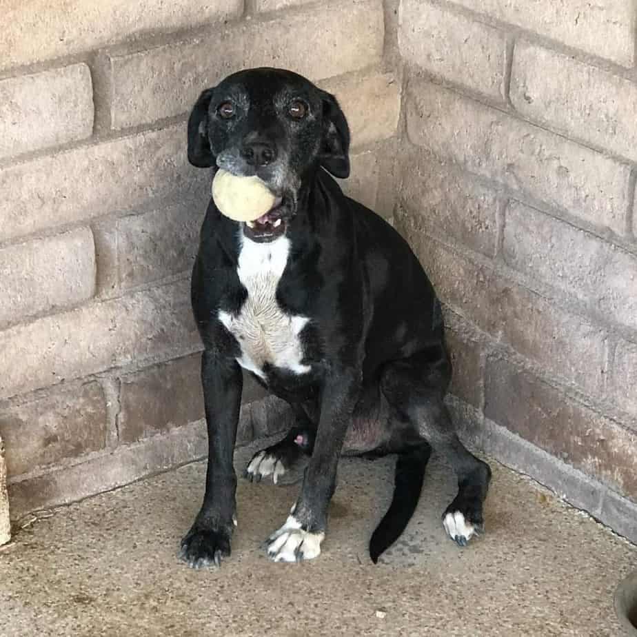 Cocker spaniel pitbull mix