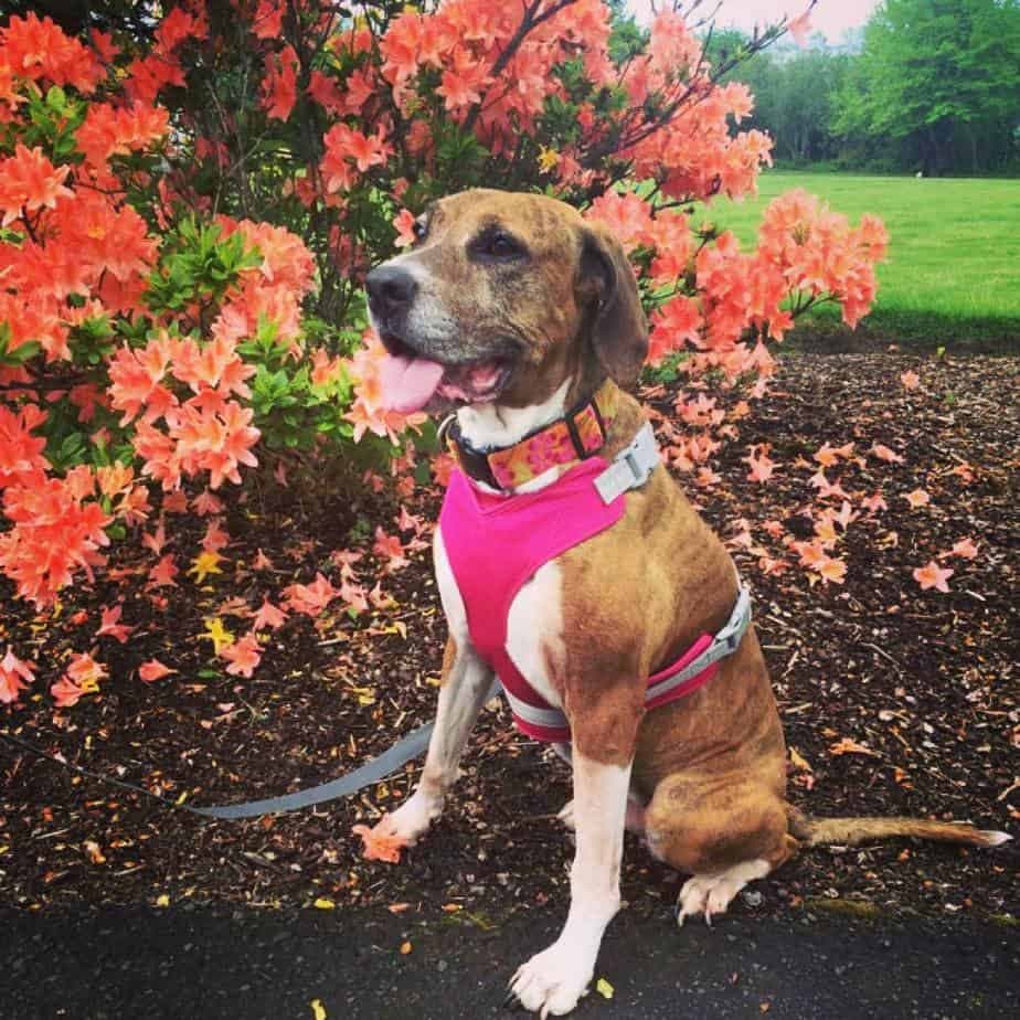 American Bulldog Pitbull Mix