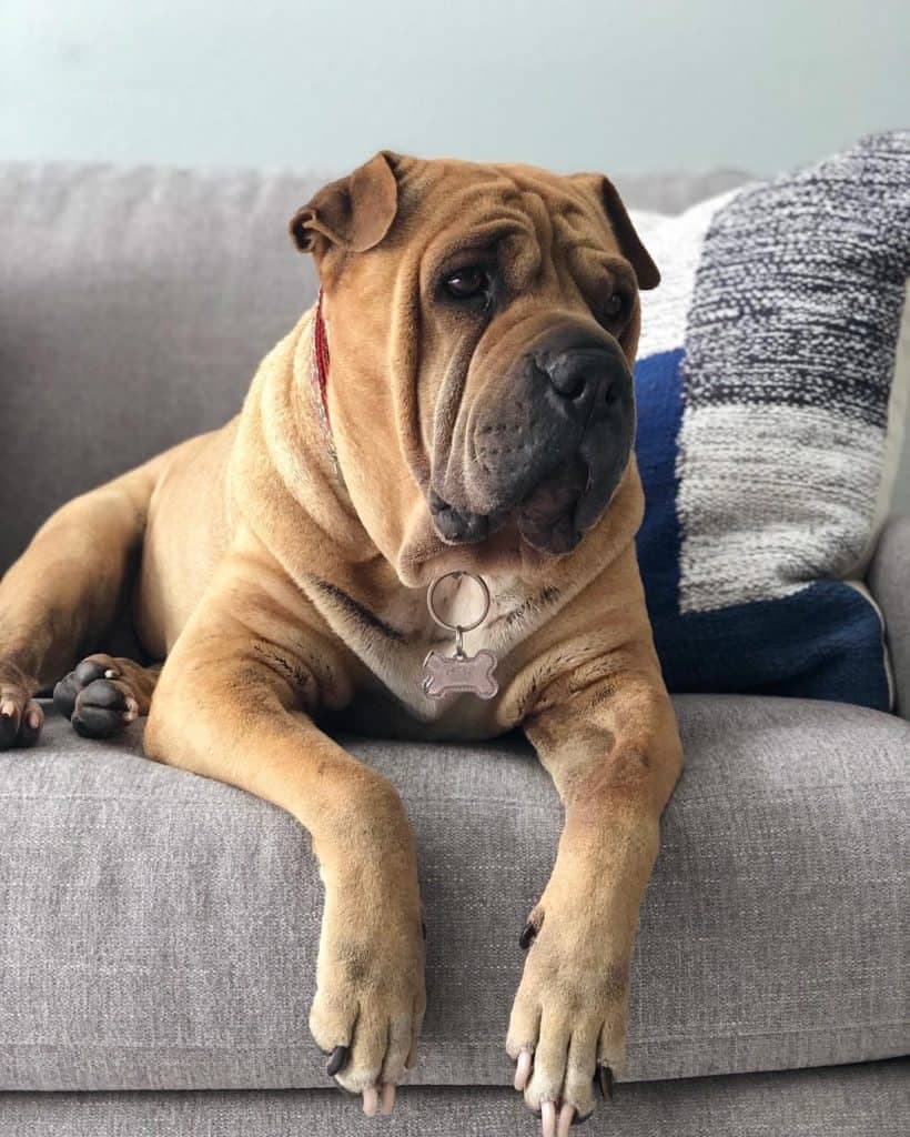 Shar pei pitbull mix