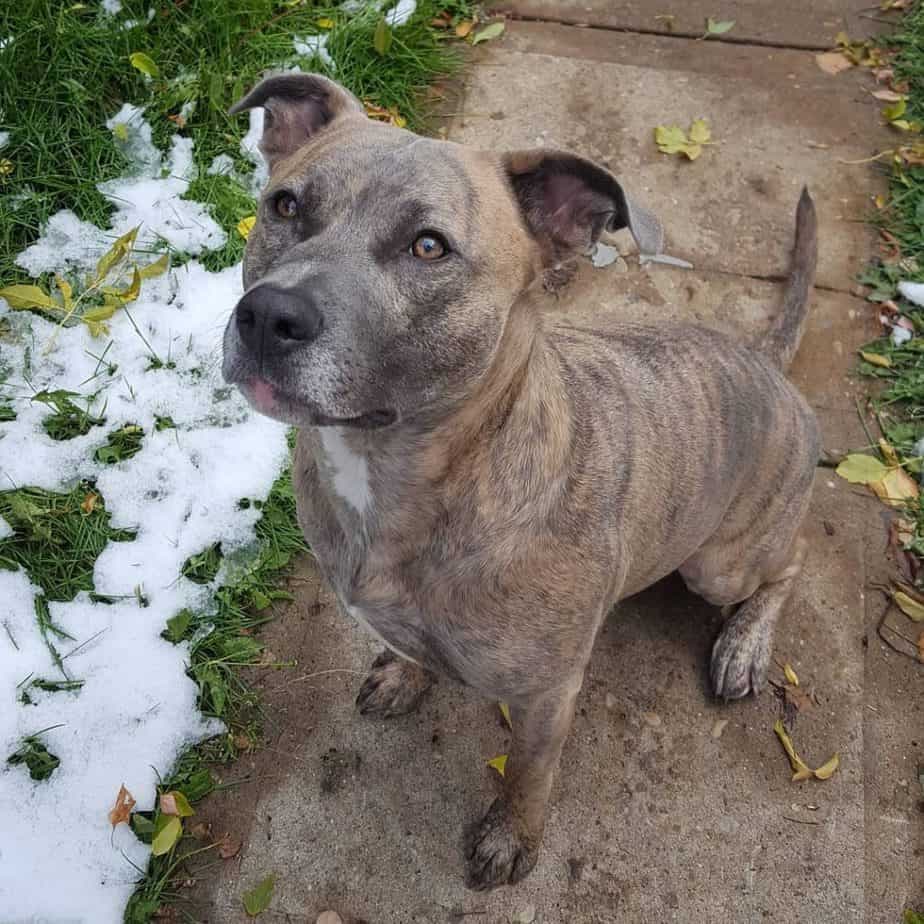 Akita Pitbull Mix