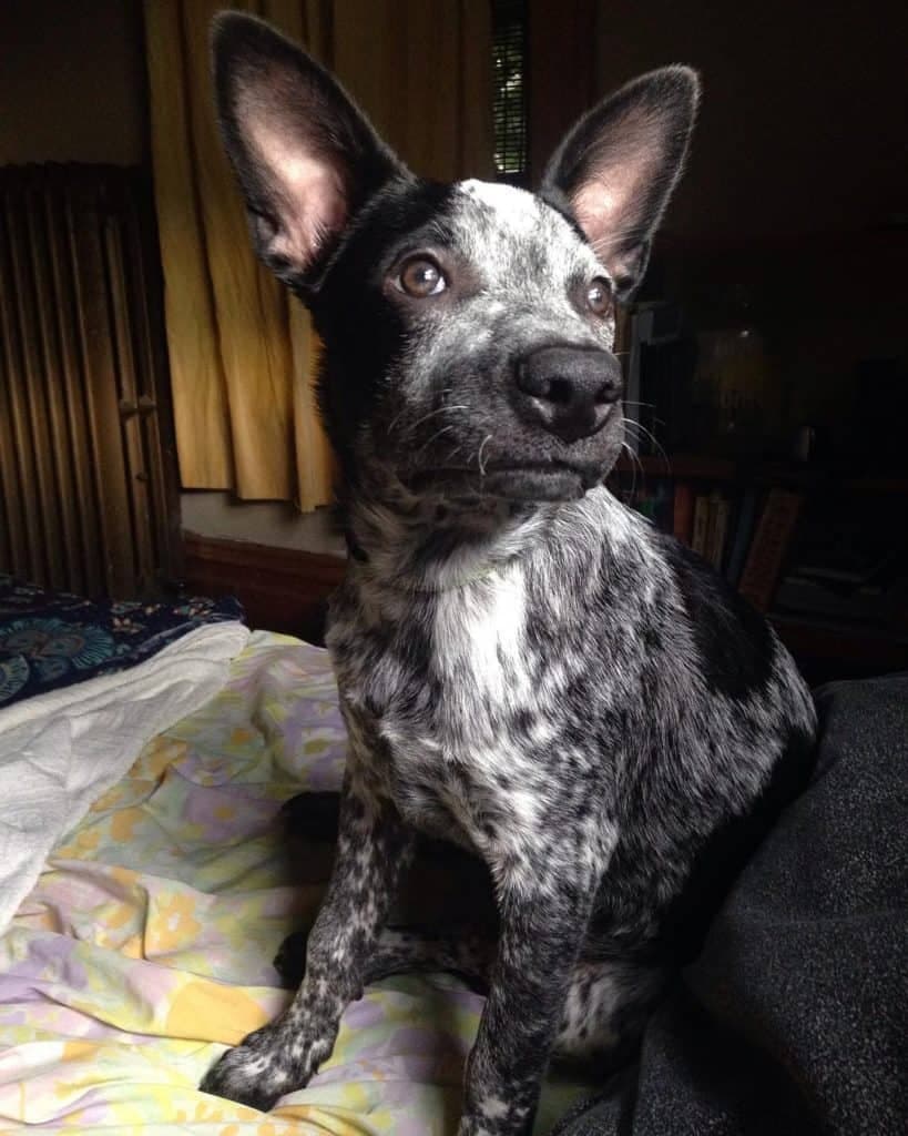 Blue heeler pitbull mix