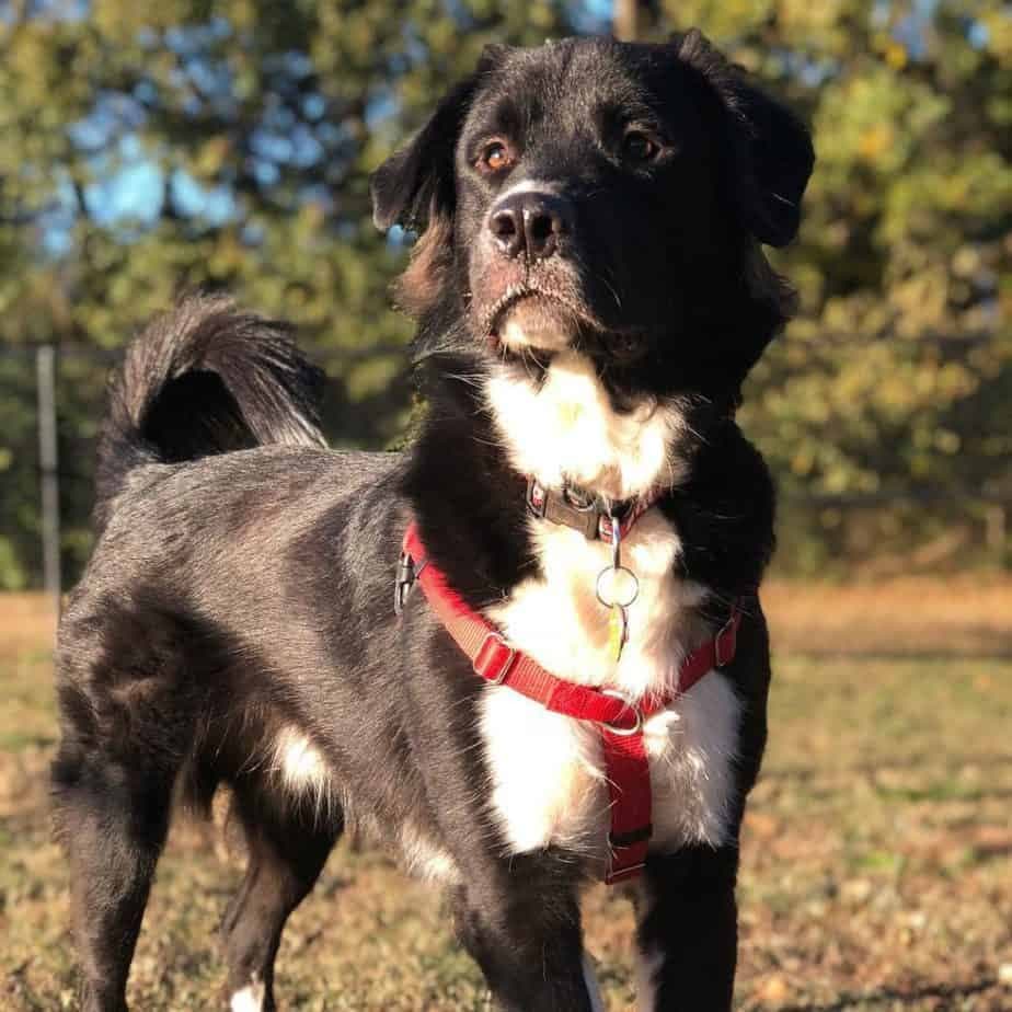 Great Pyrenees Pitbull Mix