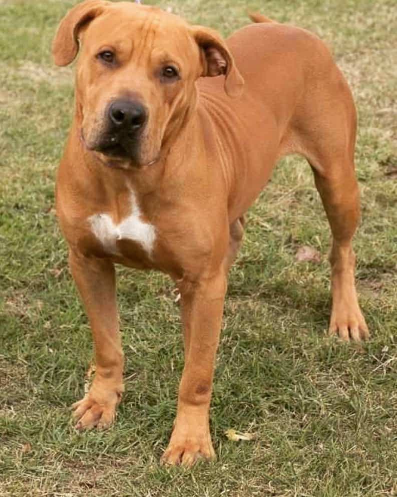 Rhodesian ridgeback pitbull mix