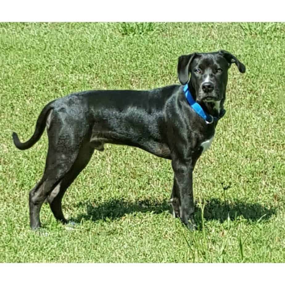 Catahoula Pitbull Mix