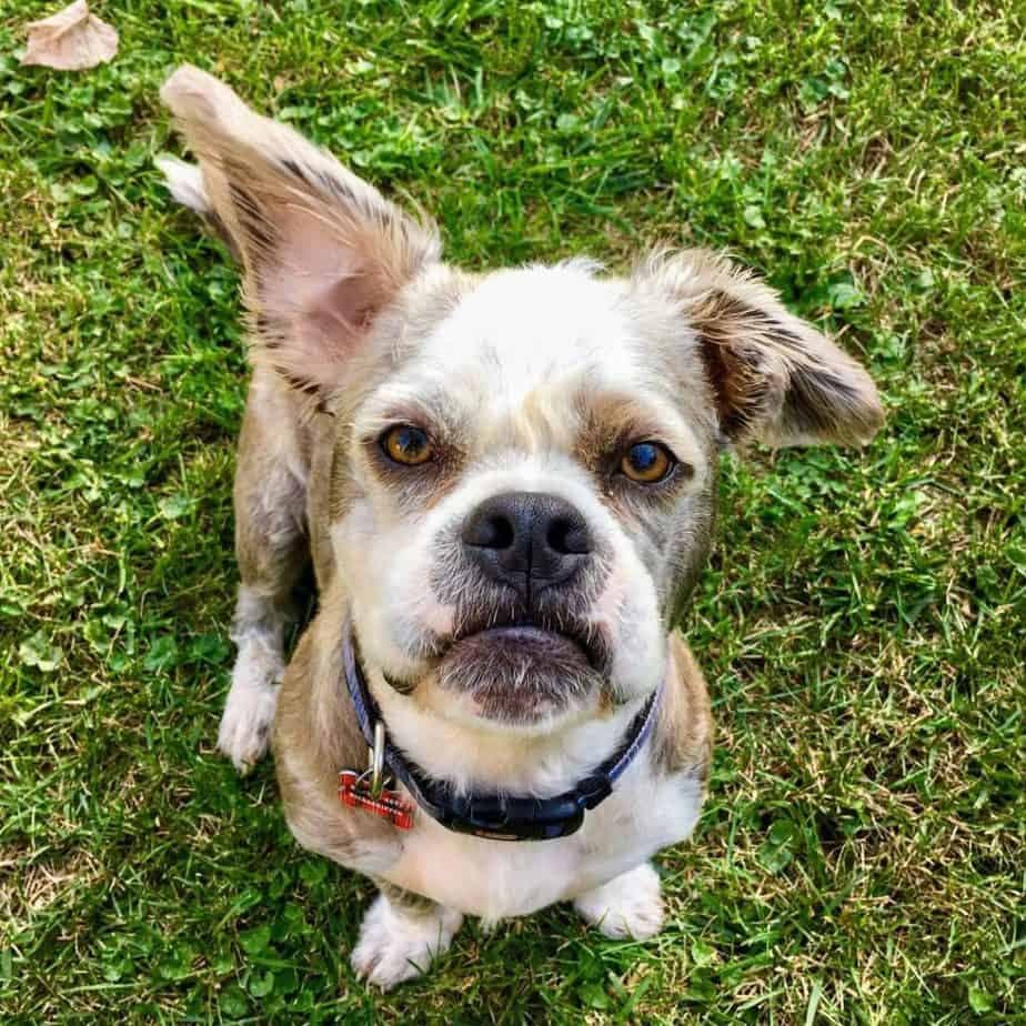 Shih tzu pitbull mix