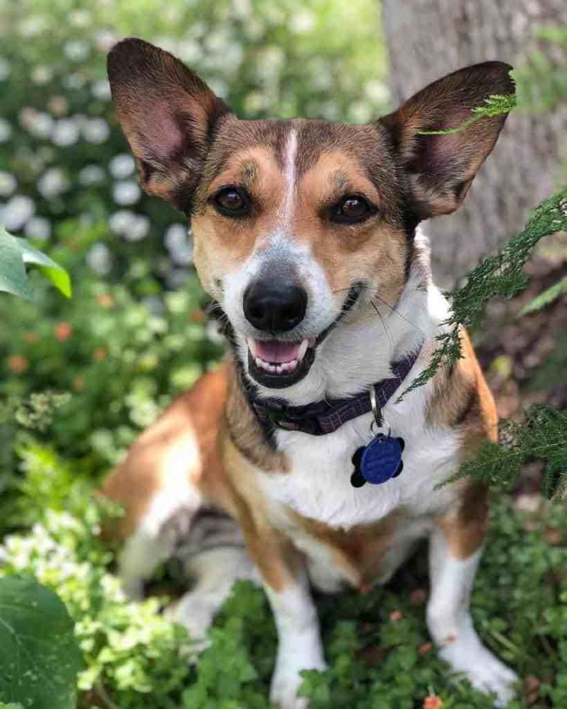 Corgi rat terrier mix