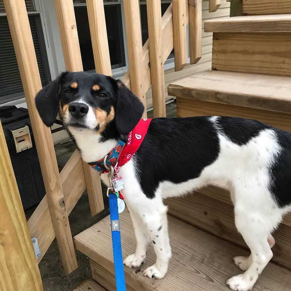 Beagle rat terrier mix