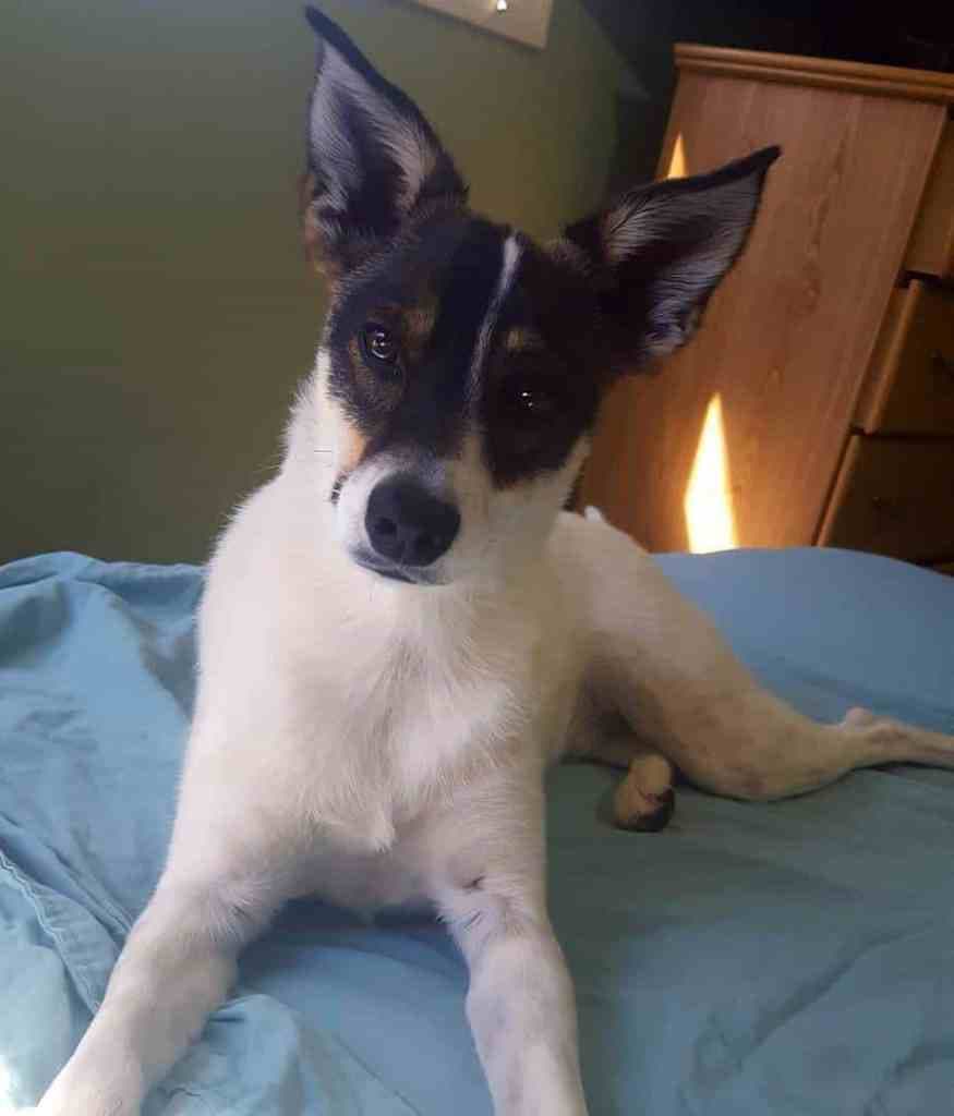 Border collie rat terrier mix