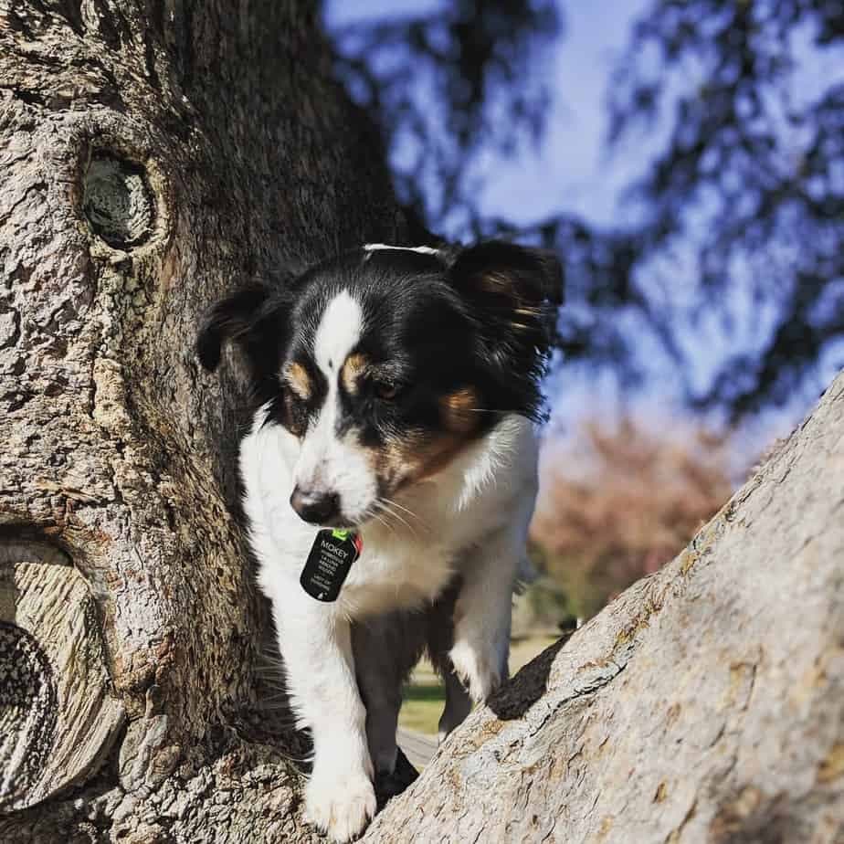 Australian Shepherd Rat Terrier Mix