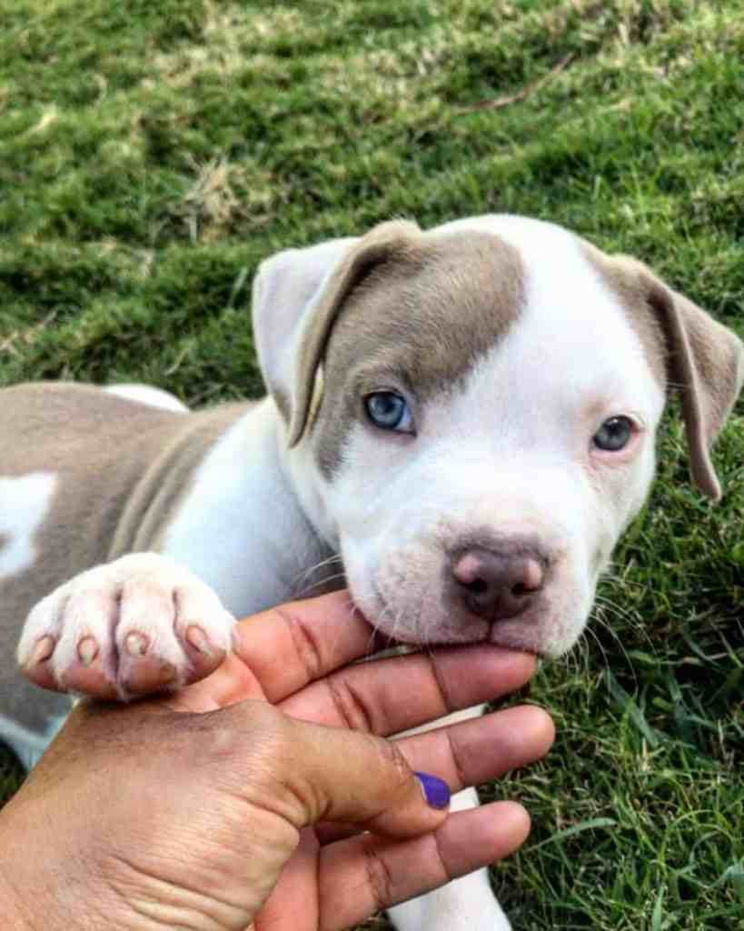 American bulldog rat terrier mix