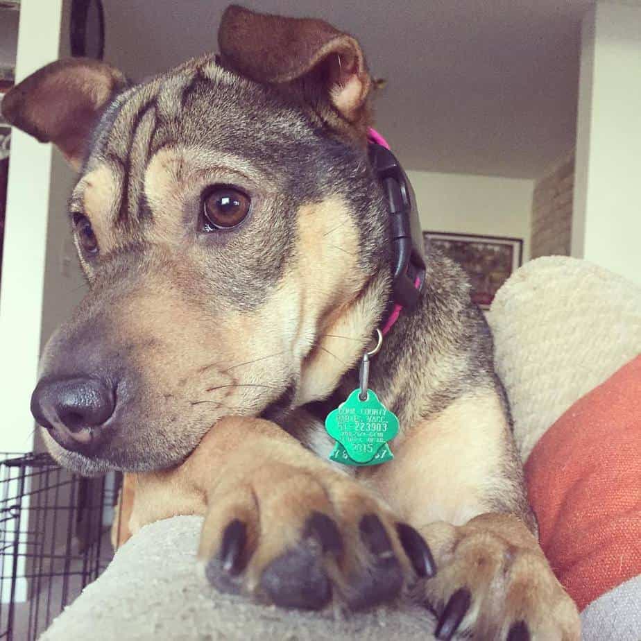 Shar pei rat terrier mix