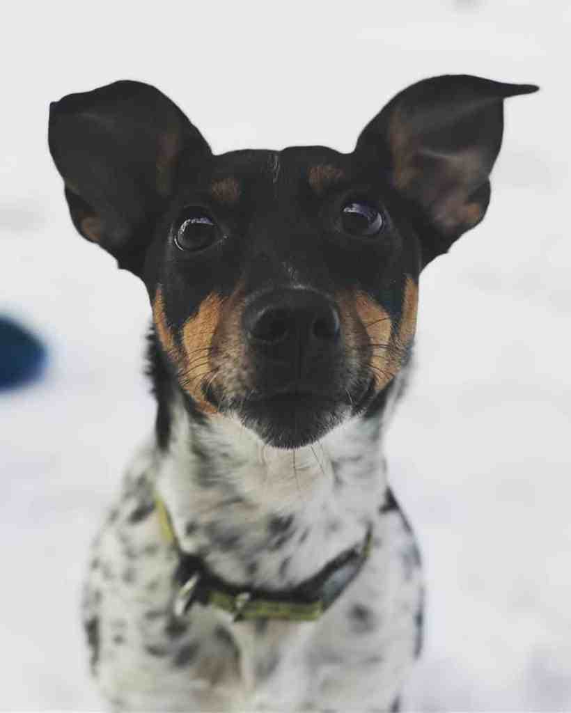 Blue heeler rat terrier mix