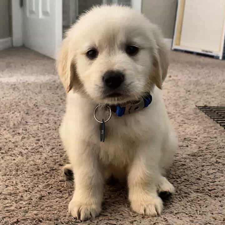 Golden retriever rat terrier mix