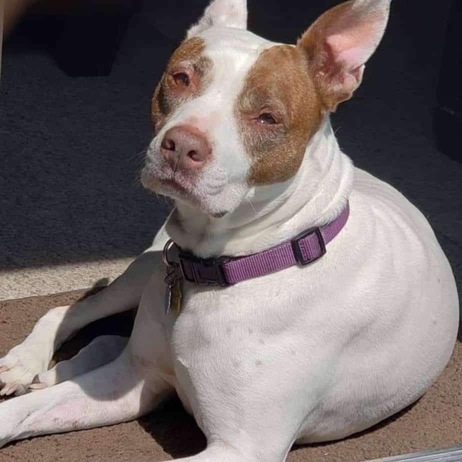 Pitbull Rat Terrier Mix