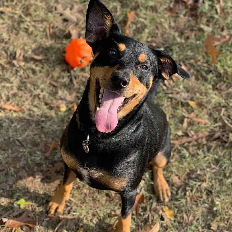 44+ rat terrier mix breeds