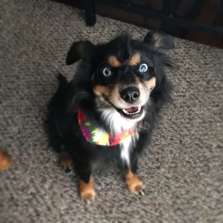 Husky cocker spaniel mix