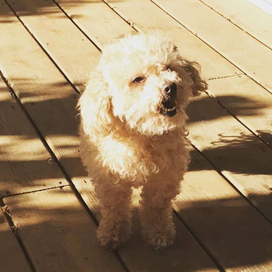 Poodle cocker spaniel mix