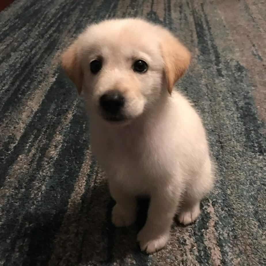 German shepherd cocker spaniel mix