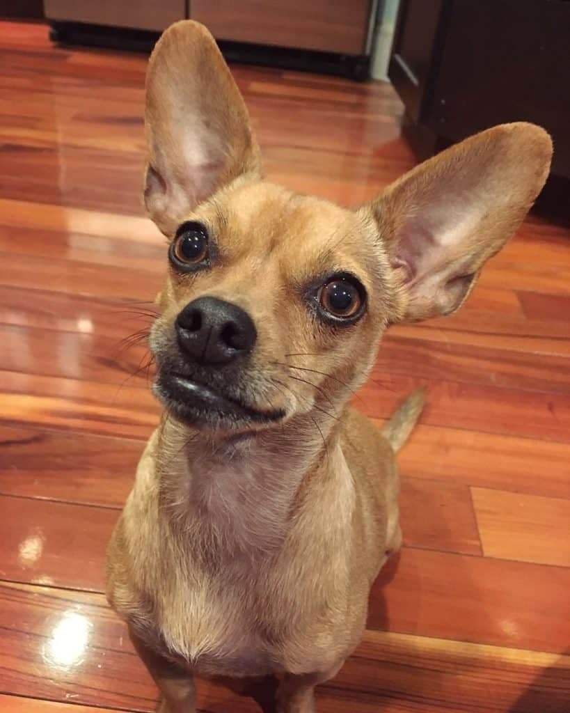 Chihuahua cocker spaniel mix