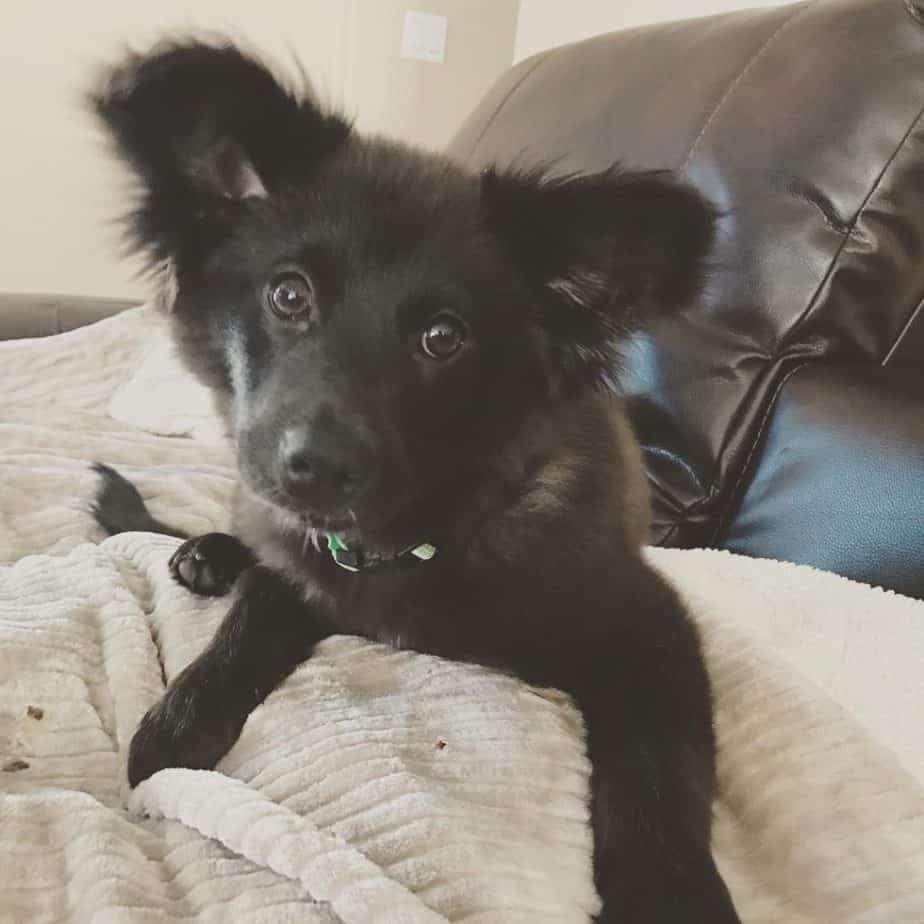 Chow Chow Cocker Spaniel Mix