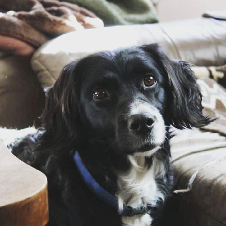 Border collie cocker spaniel mix