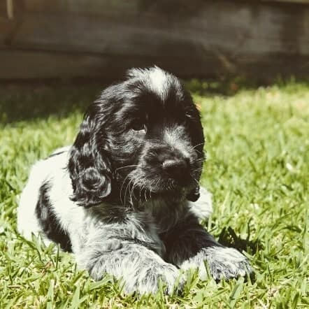 Australian Shepherd Cocker Spaniel Mix