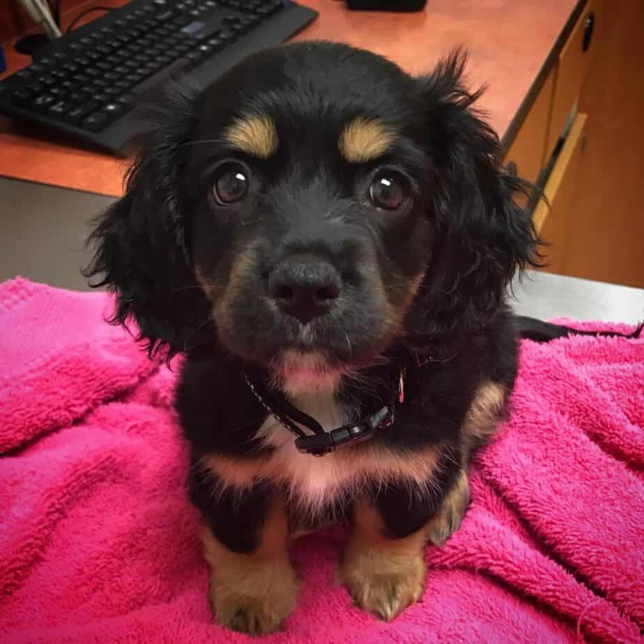 Dachshund cocker spaniel mix