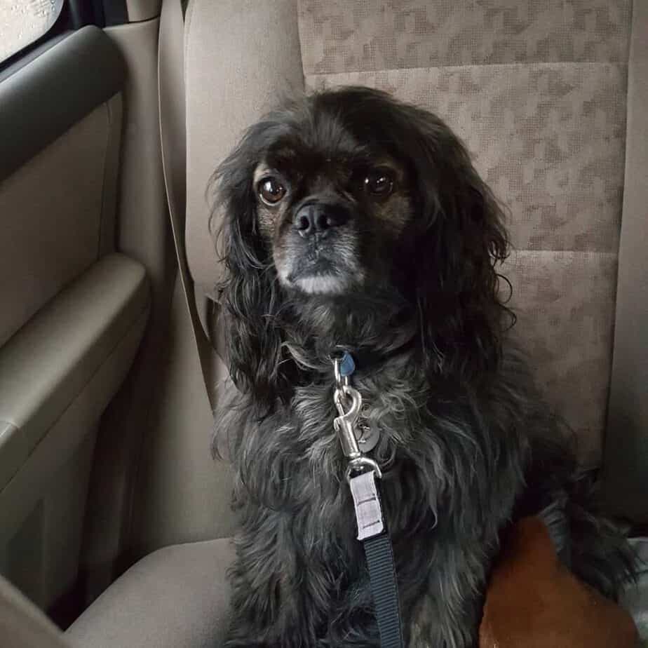 Pug cocker spaniel mix