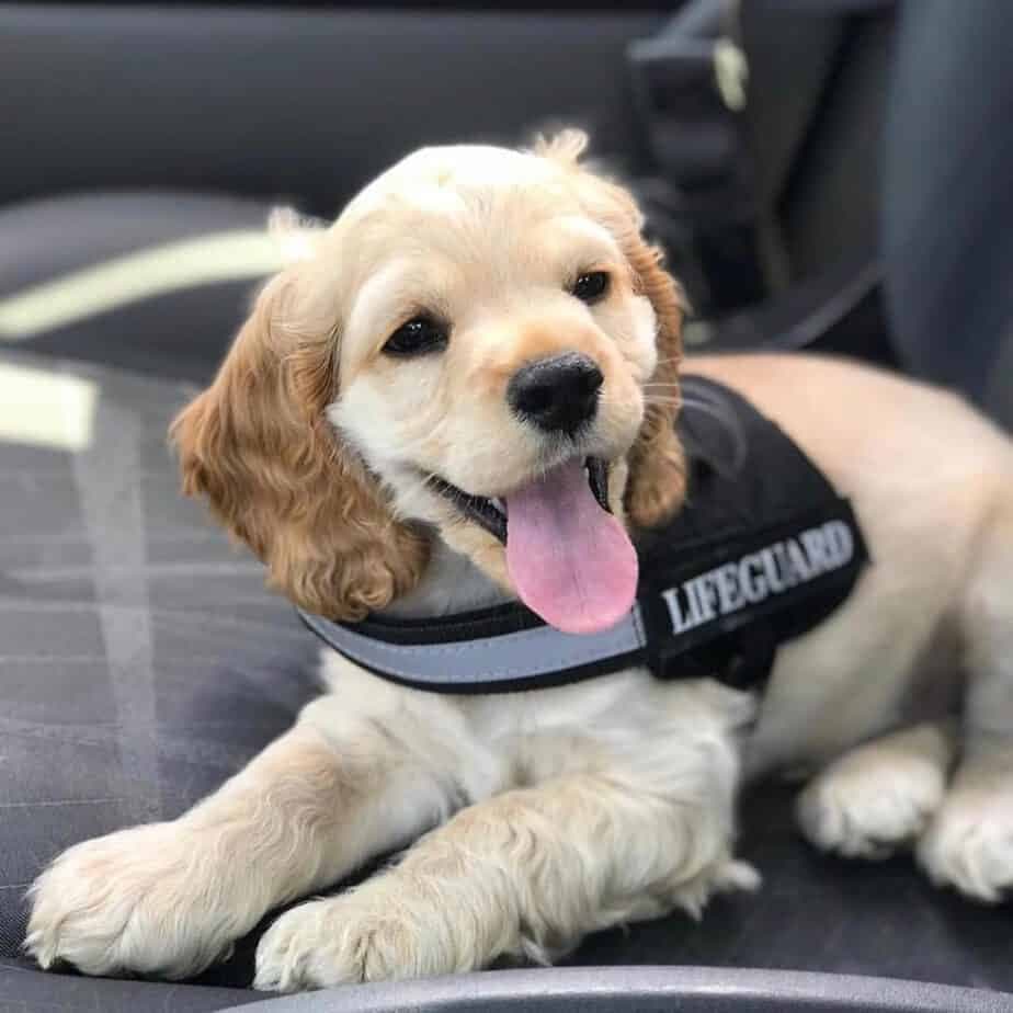 American Bulldog Cocker Spaniel Mix