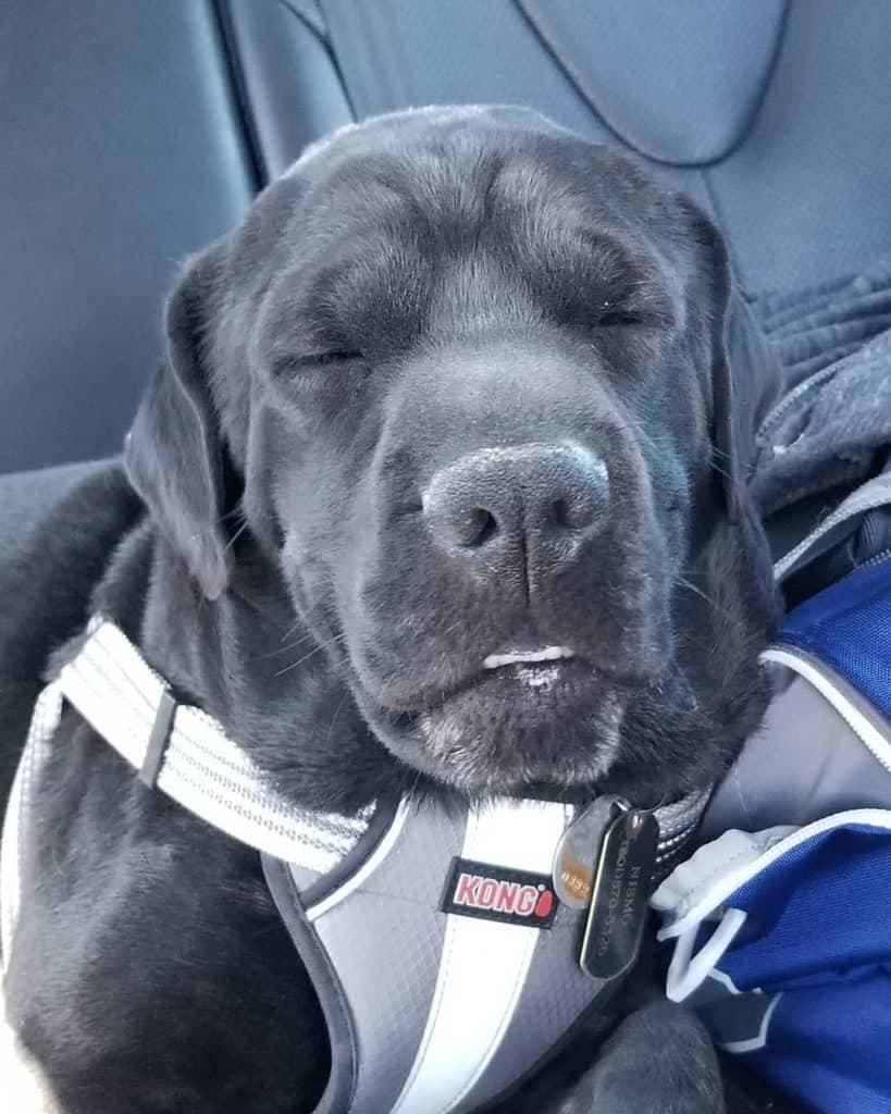 Shar pei cocker spaniel mix