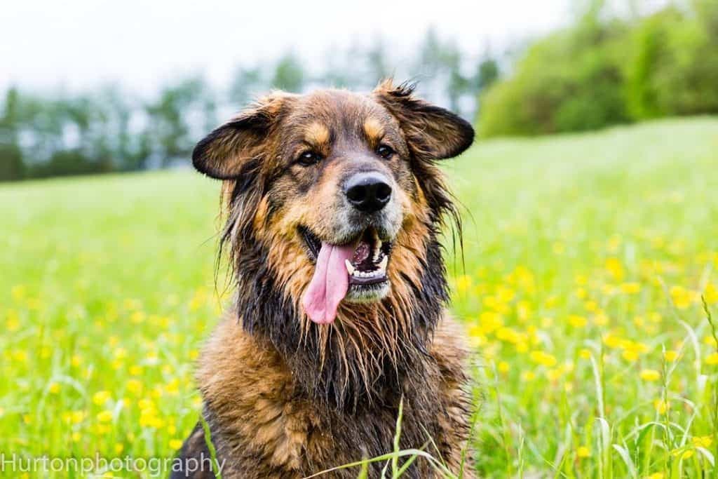 Akita cocker spaniel mix