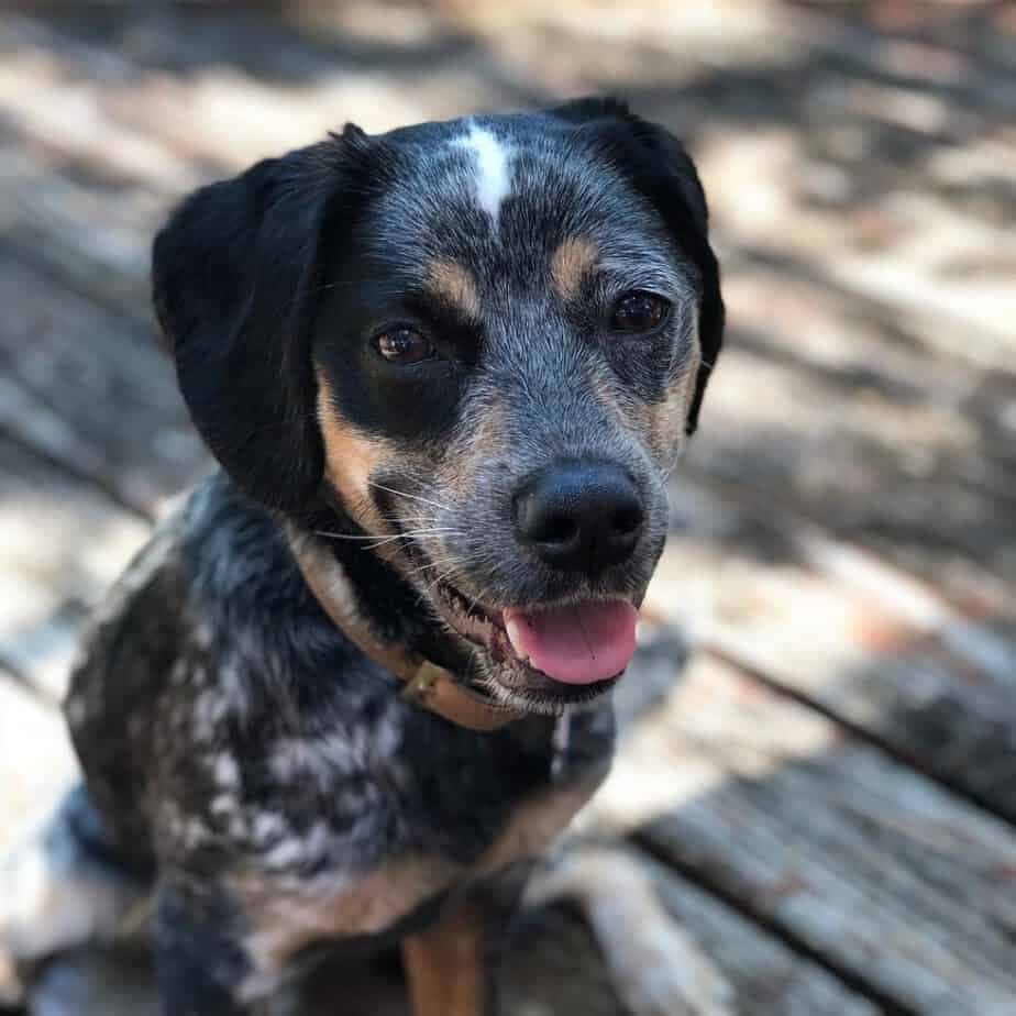 Blue heeler cocker spaniel mix