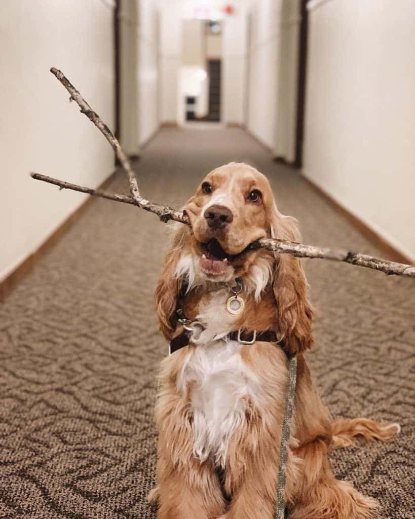 English Bulldog Cocker Spaniel Mix