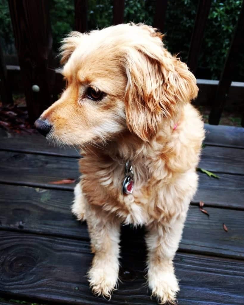 Golden Retriever Cocker Spaniel Mix