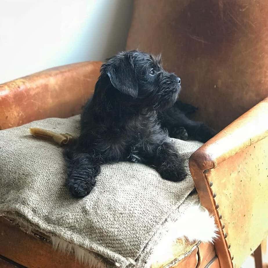 French bulldog cocker spaniel mix