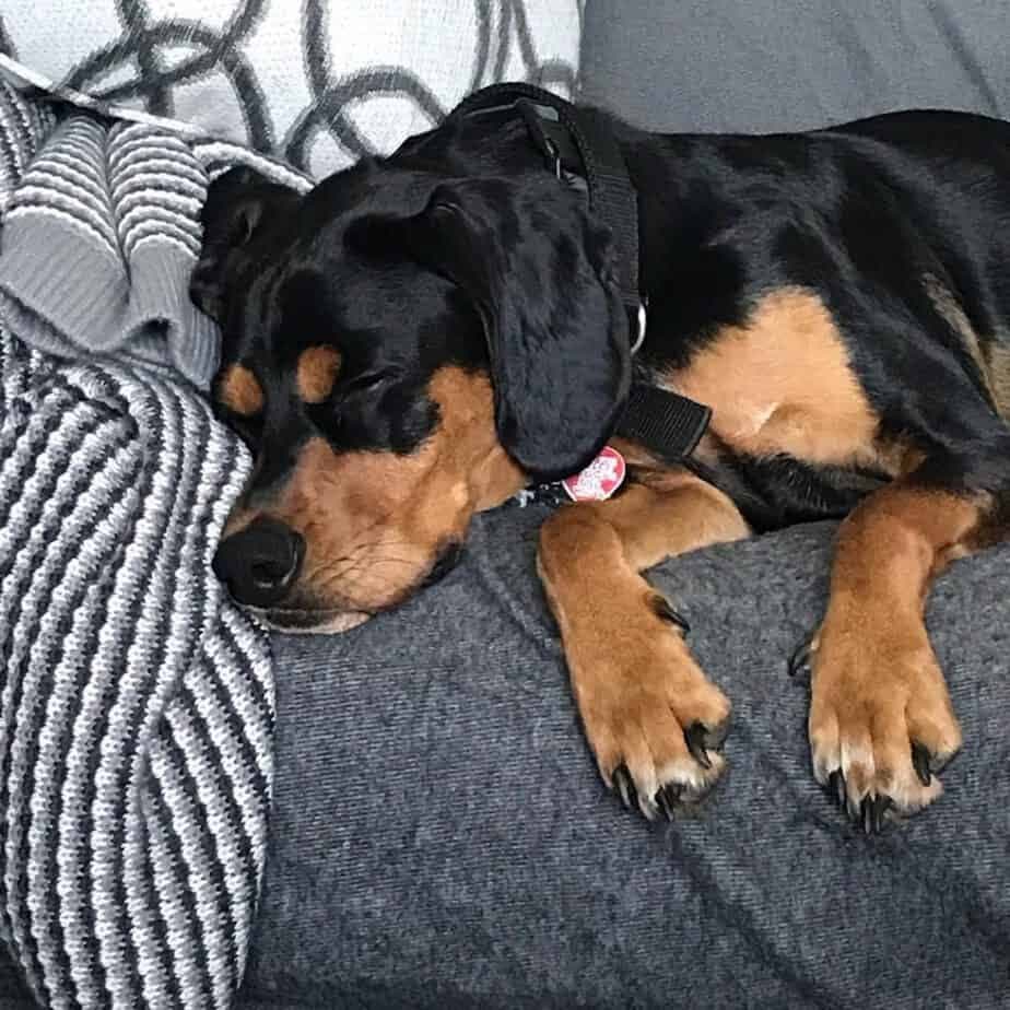 Doberman cocker spaniel mix