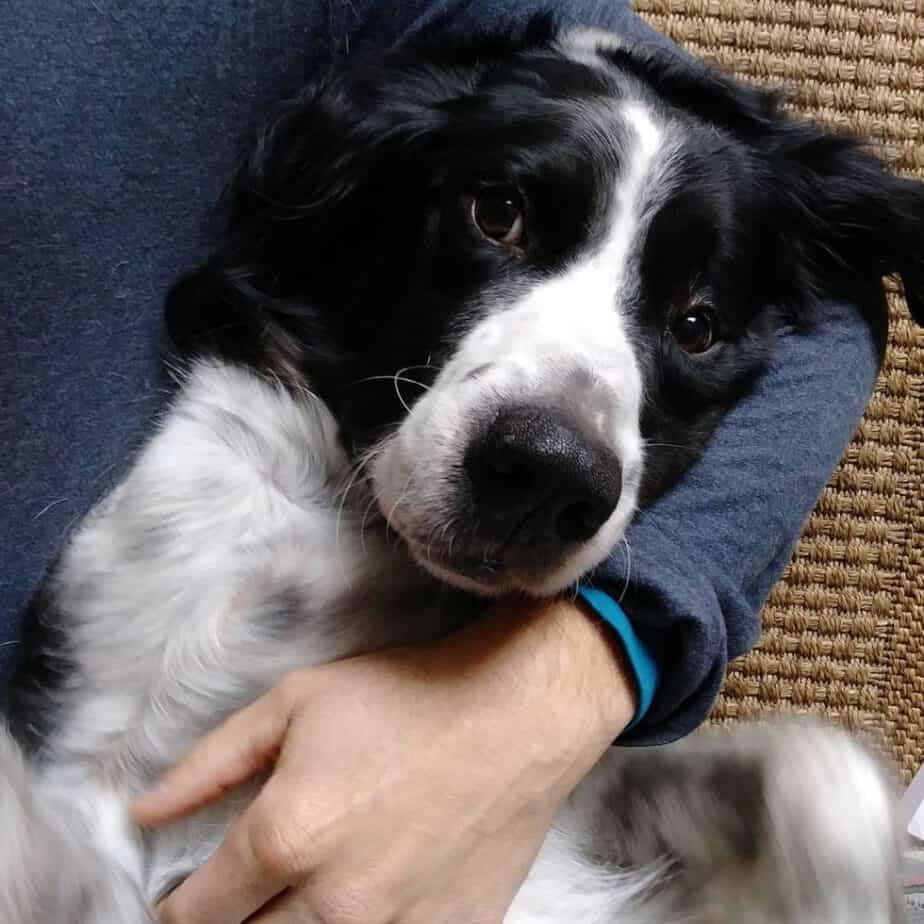 Newfoundland Cocker Spaniel Mix