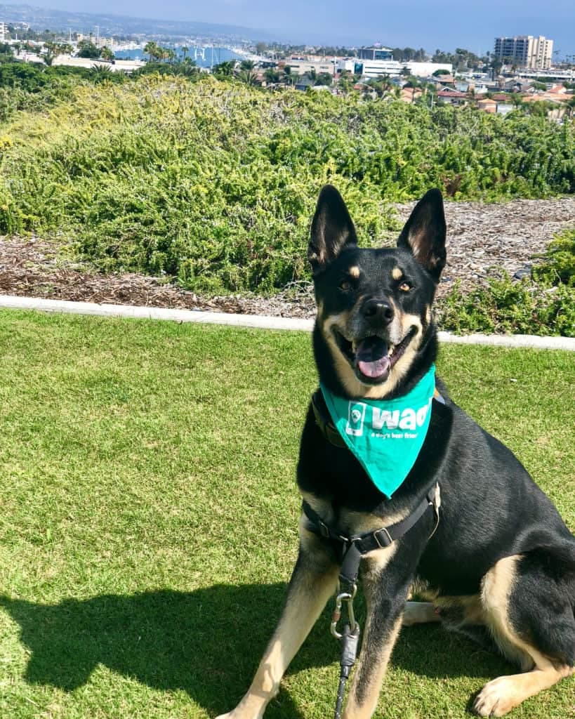 Husky rottweiler mix