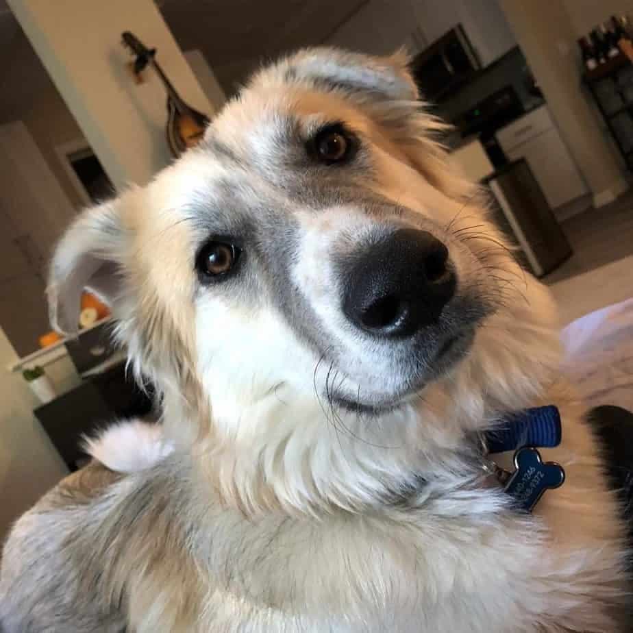 Great pyrenees husky mix