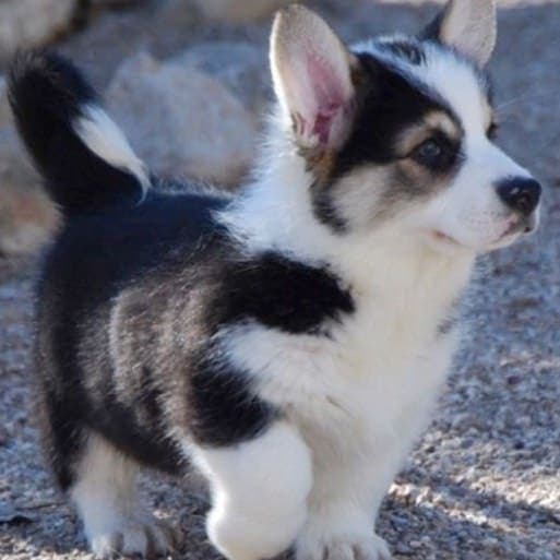 Corgi husky mix