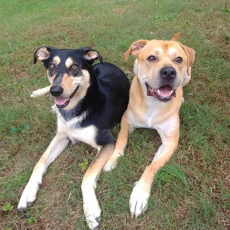 Doberman husky mix