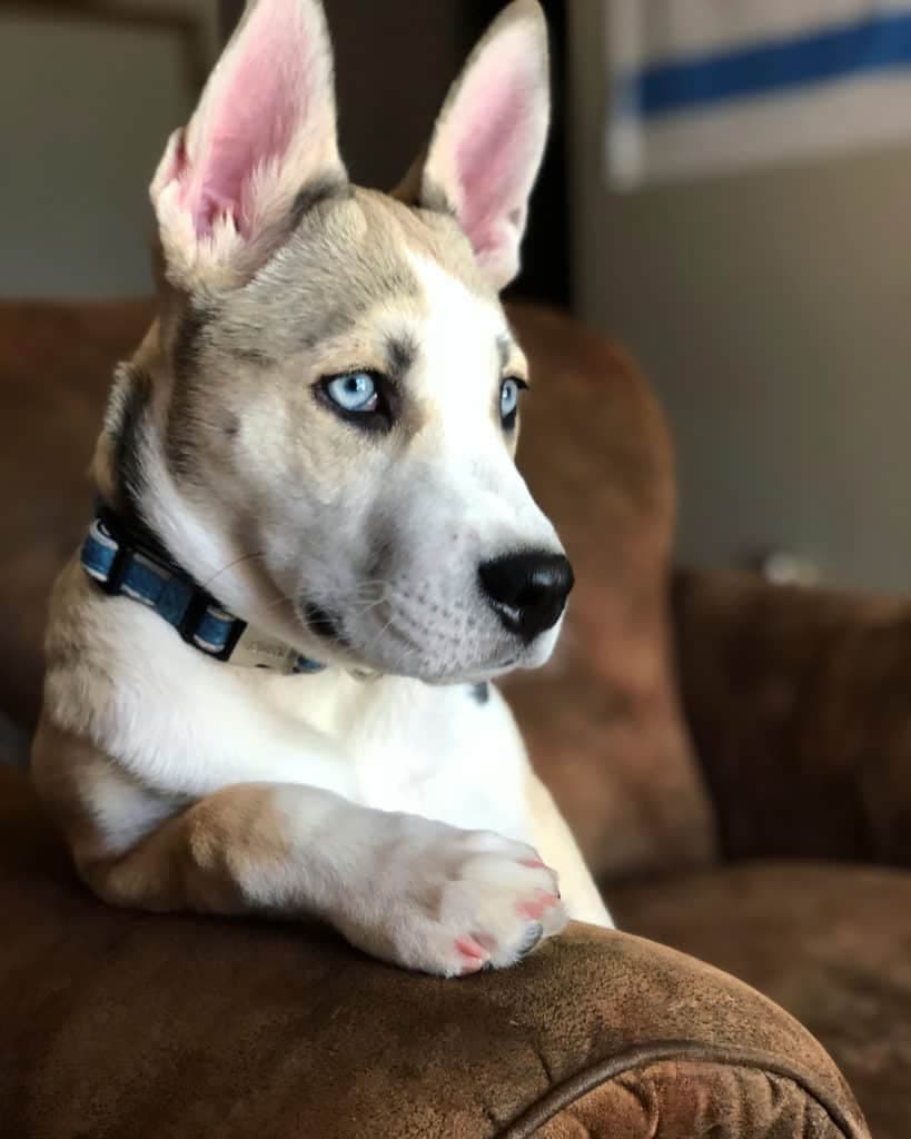 Pitbull Husky Mix