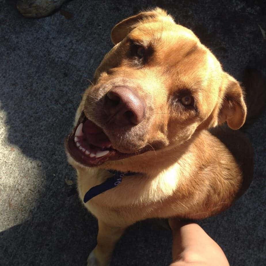 Bull Mastiff Husky Mix