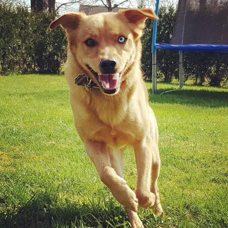 Labrador Husky Mix