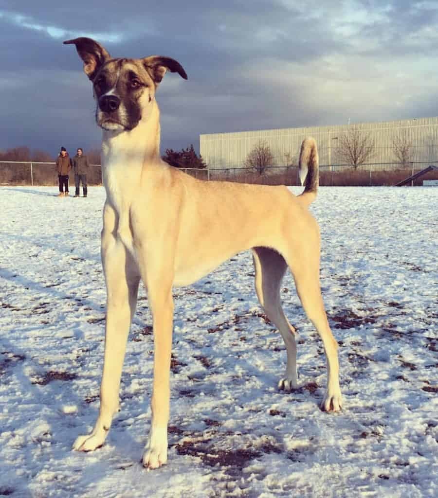 Great dane husky mix