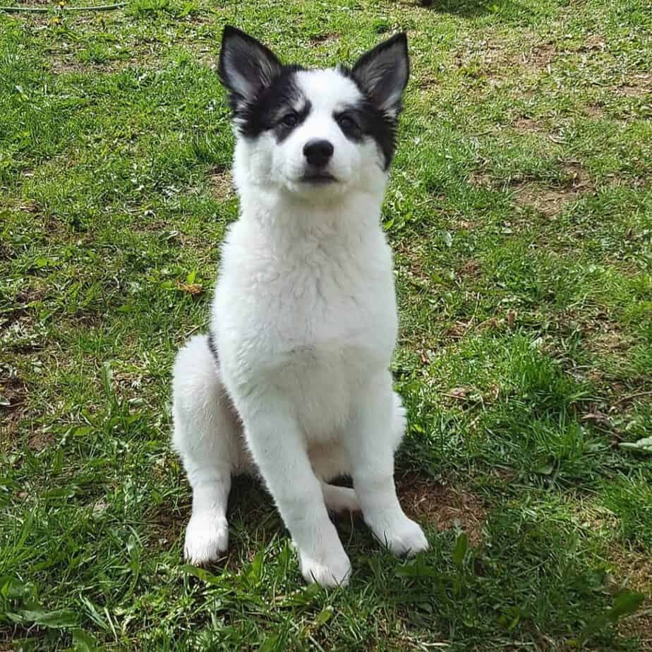 Border Collie Husky Mix