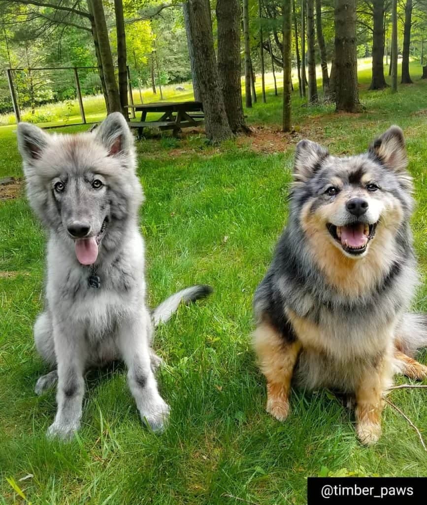 Australian Shepherd Husky